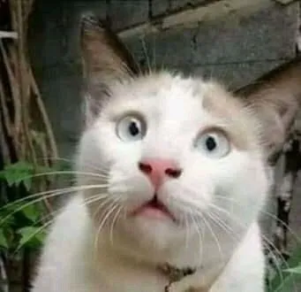 Hình ảnh mèo sốc ánh mắt lạc lõng, cực kỳ hài