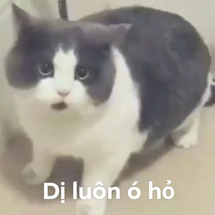 Hình chế mèo ngơ ngác, ánh mắt cay cú đáng yêu