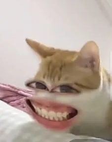 Mèo bất ngờ ánh mắt sáng rực, gương mặt sững sờ