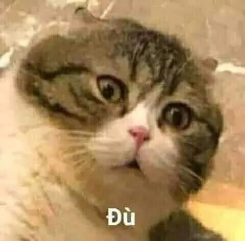 Biểu cảm bất ngờ mèo há mồm, ánh mắt sáng rực