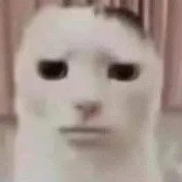 Biểu cảm sốc của mèo cực kỳ buồn cười khó đỡ