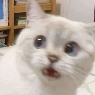 Hình ảnh mèo ngơ ngác, gương mặt quê độ đáng yêu