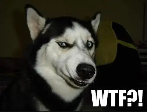 Hình chế chó hoảng hốt ánh mắt mở to cực troll