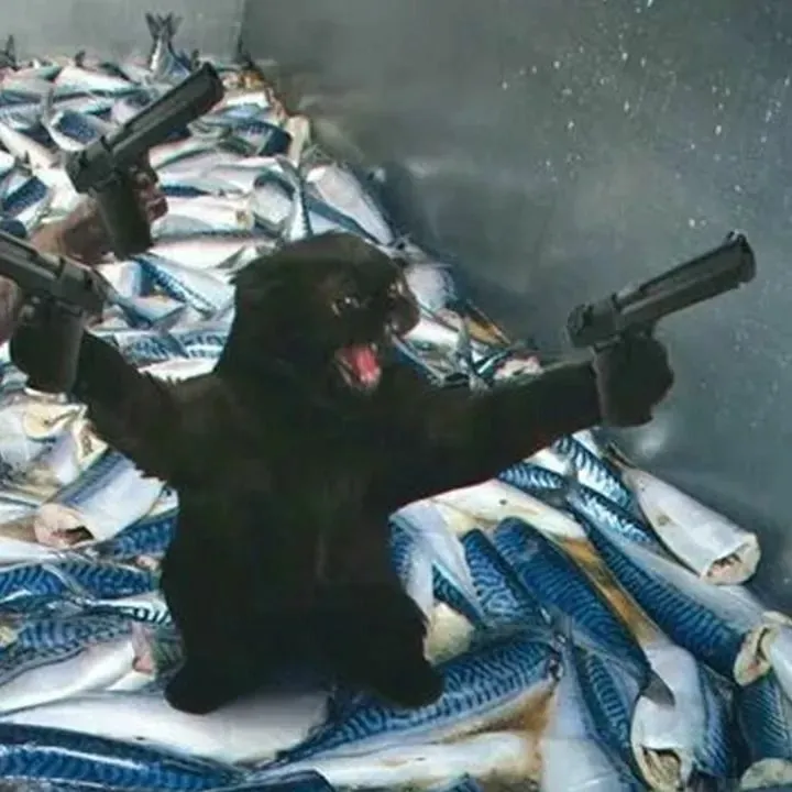 Ảnh mèo bựa cầm súng gương mặt tức giận buồn cười