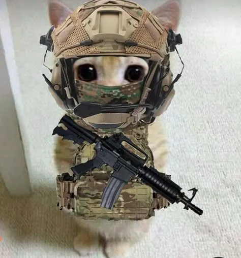 Ảnh mèo bựa cầm súng ánh mắt nghiêm nghị cực chất