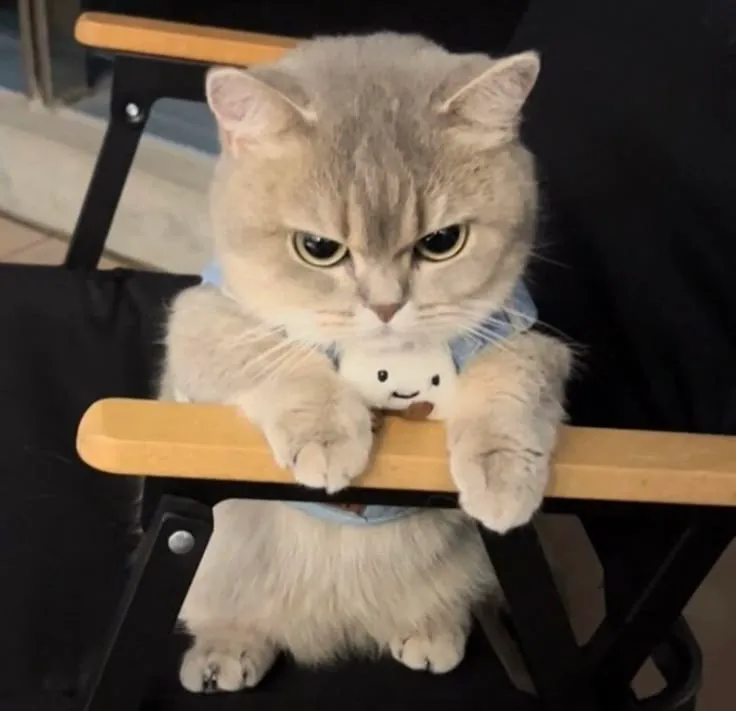 Meme mèo bực bội, ánh mắt cáu kỉnh cực dễ thương