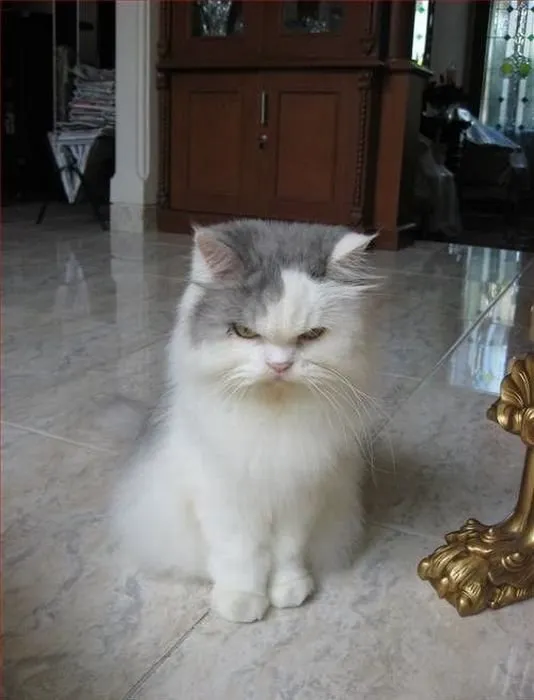 Hình ảnh mèo cau có, nhăn nhó nhưng vẫn cute