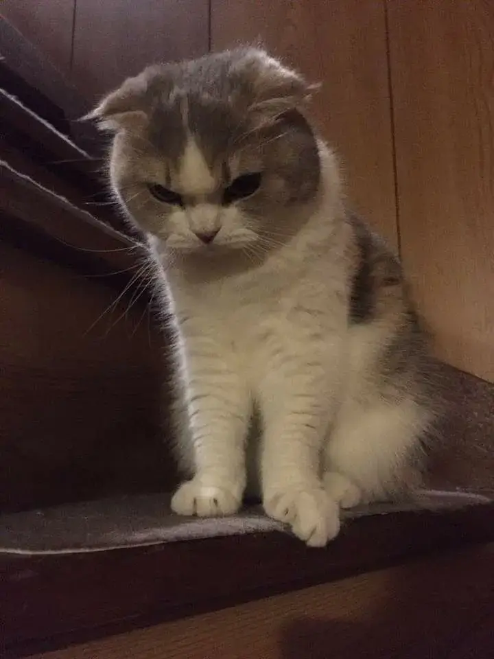 Ảnh mèo tức giận, biểu cảm cau có cực kì bá đạo