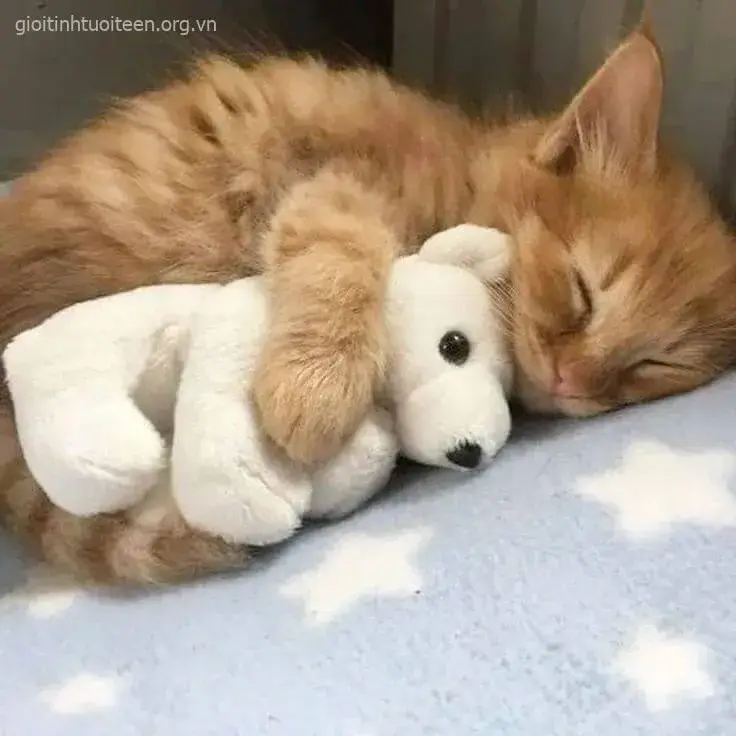 Biểu cảm mèo gục gặc, khuôn mặt ngây ngây ngô ngô đáng yêu.