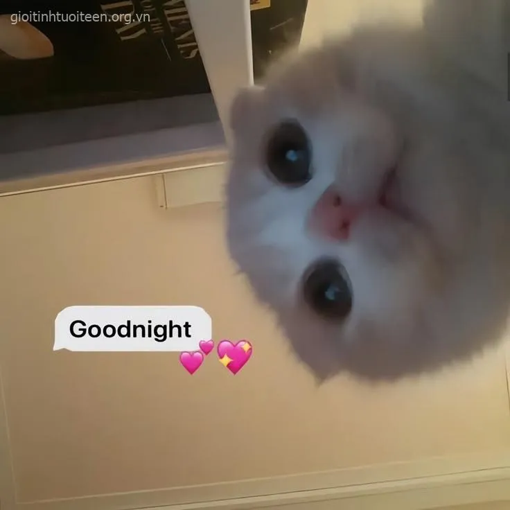 Biểu cảm mèo lảo đảo, mắt díp lại như sắp gục xuống.