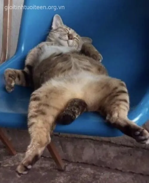 Vẻ mặt mèo rệu rã, ánh mắt khép hờ siêu cute.