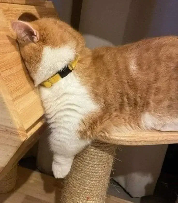 Mèo buồn ngủ lờ đờ, ngáp liên tục đầy uể oải.