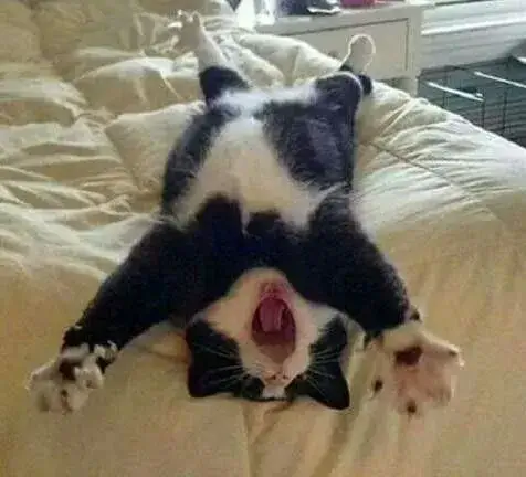 Biểu cảm mèo ngáp to, đôi mắt mơ màng đáng yêu.