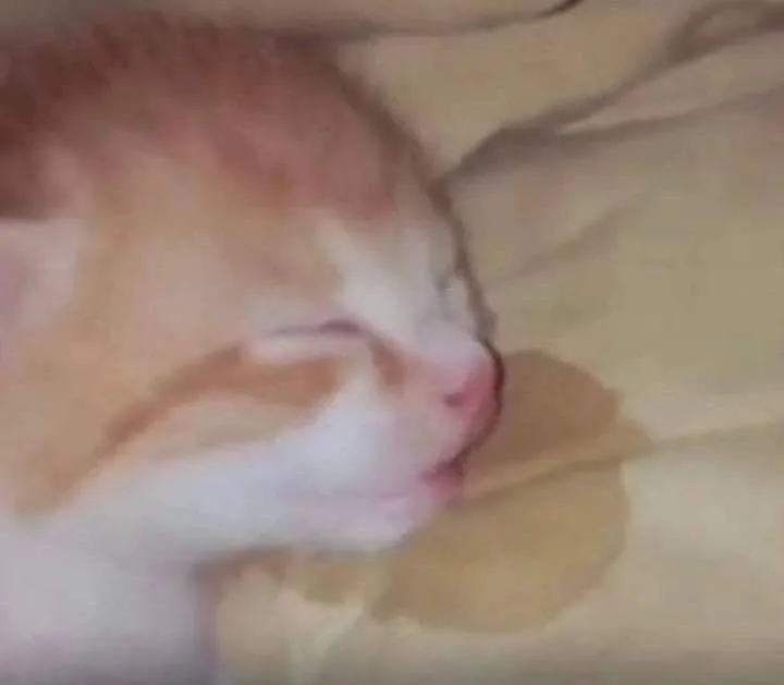 Mèo mơ màng buồn ngủ, đôi mắt lim dim đáng yêu.