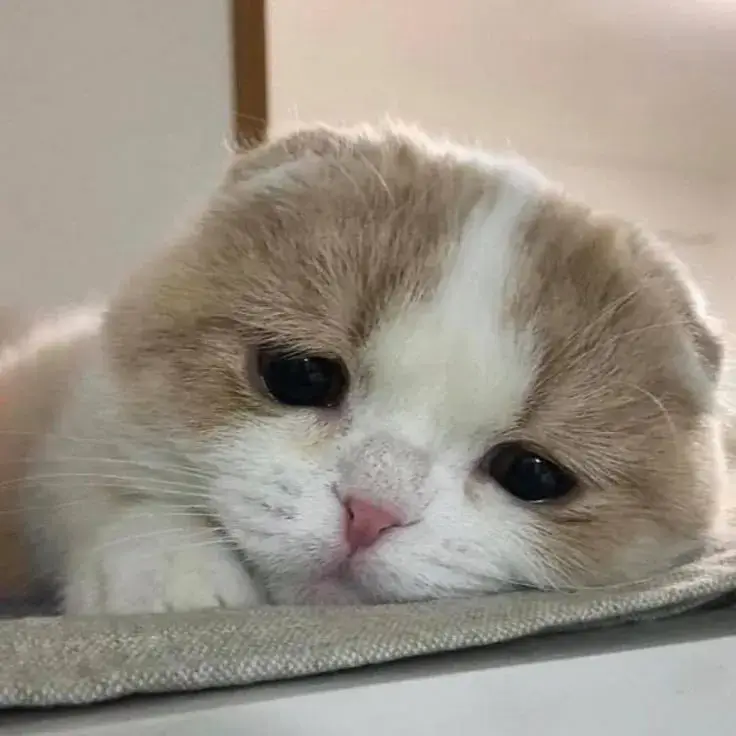 Mèo buồn bã lặng lẽ mắt xa xăm