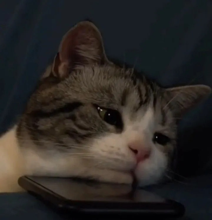 Mèo rưng rưng mắt ướt giữ im lặng