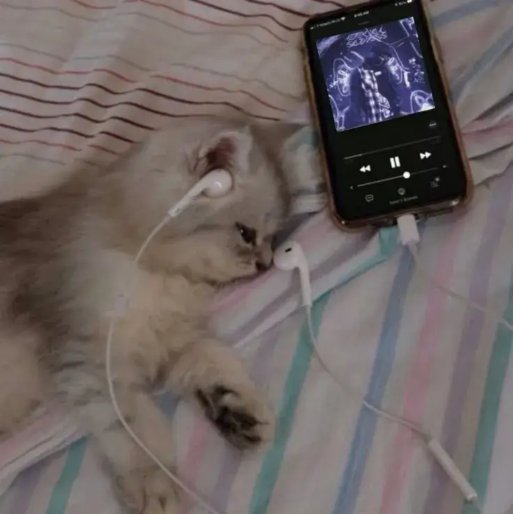 Biểu cảm mèo ngậm ngùi ôm lòng giữ kỷ niệm bên điện thoại