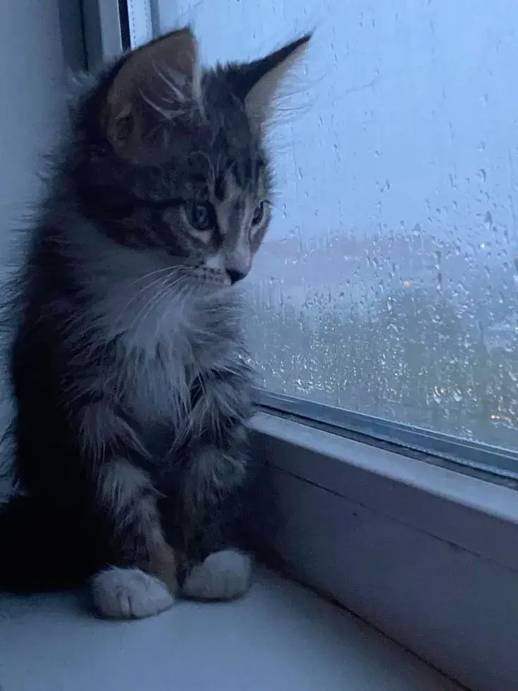 Mèo rướm rướm lệ ôm kí ức buồn