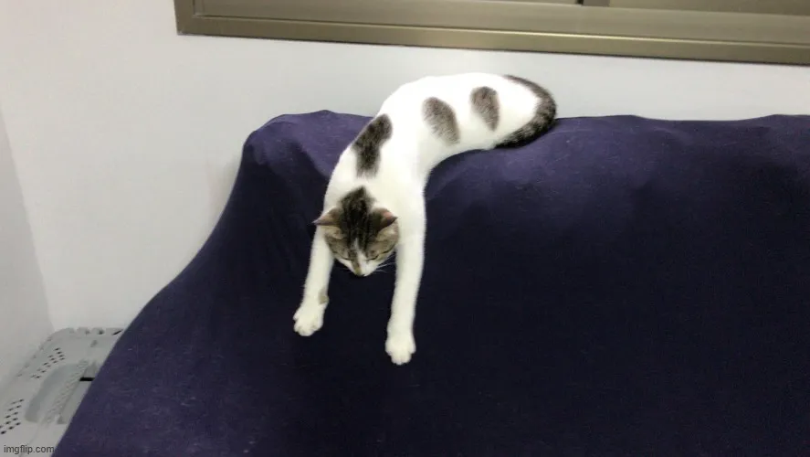 Mèo rươm rướm nước mắt môi run dáng buồn