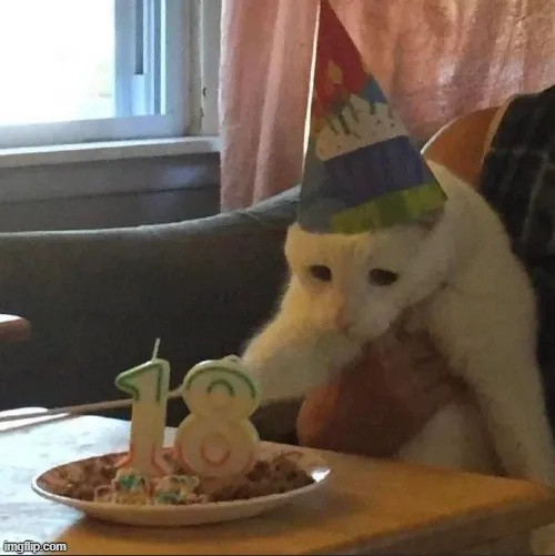 Mèo thẫn thờ nhìn trống trải nỗi buồn ngày sinh nhật