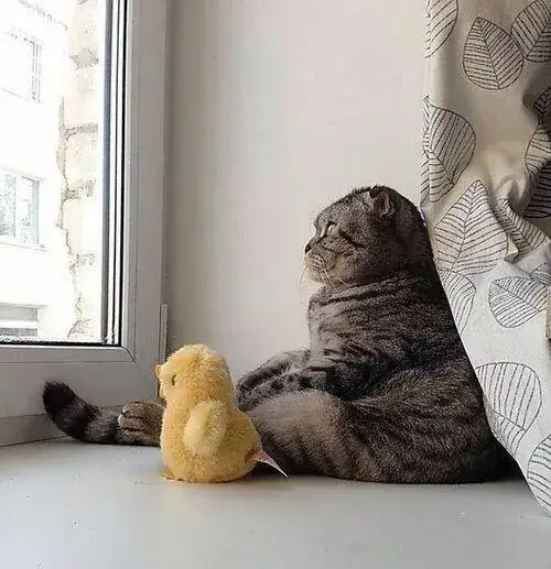 Mèo tủi thân âm thầm giấu nước mắt