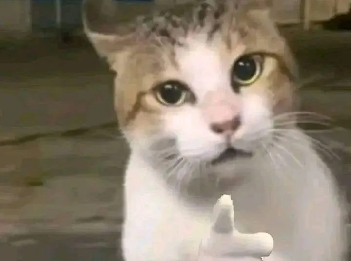 Ảnh vui con mèo chỉ tay đáng yêu