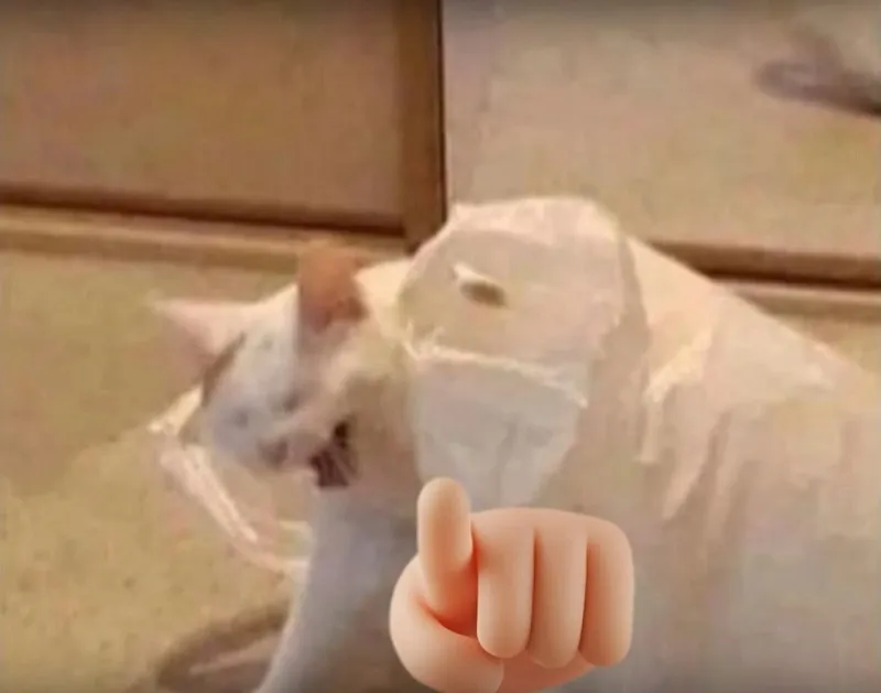 Meme mèo chỉ tay cười – ảnh chế độc đáo lan truyền mạnh mẽ Meme mèo chỉ tay cười – ảnh chế độc đáo lan truyền mạnh mẽ