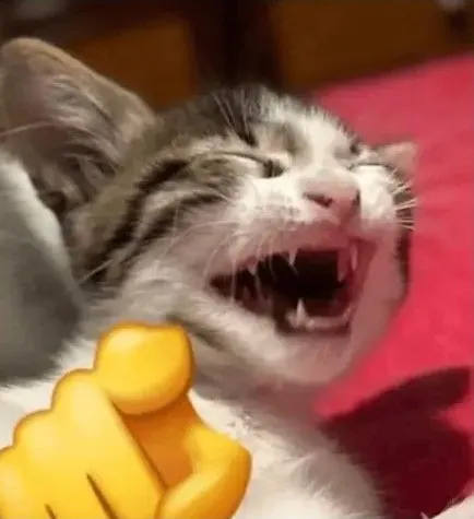 Hình chế mèo chỉ tay cười đểu troll bá đạo
