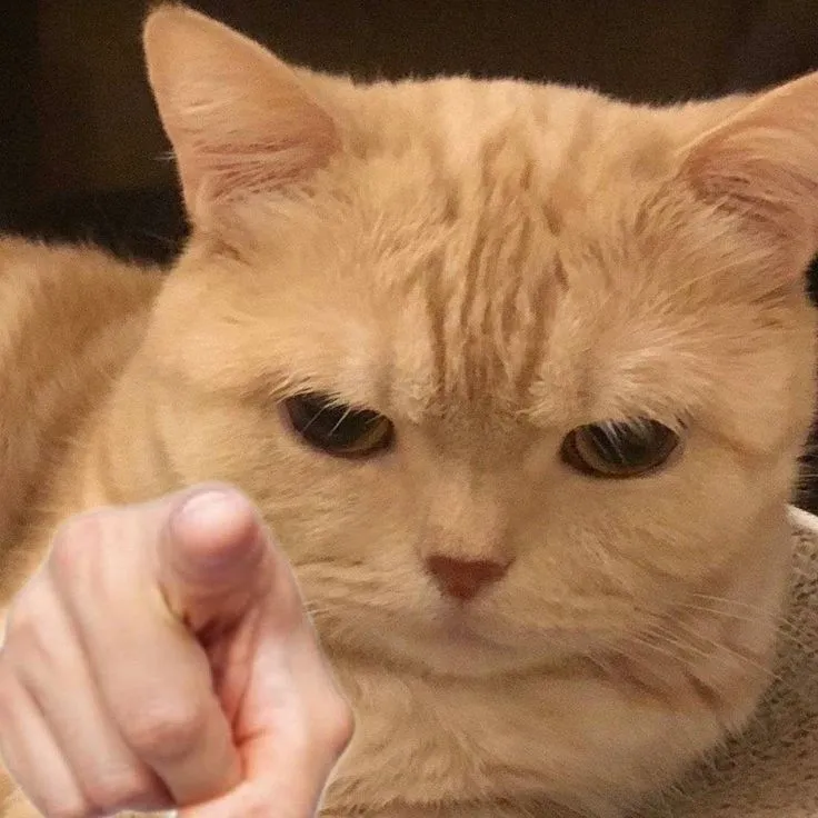 Meme mèo chỉ tay cực chất mạng xã hội