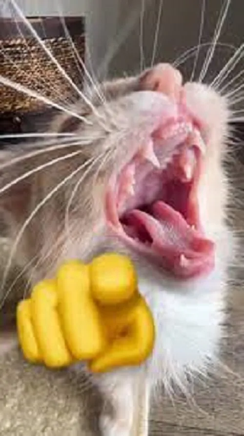 Meme mèo cười chỉ tay vào màn hình cực vui