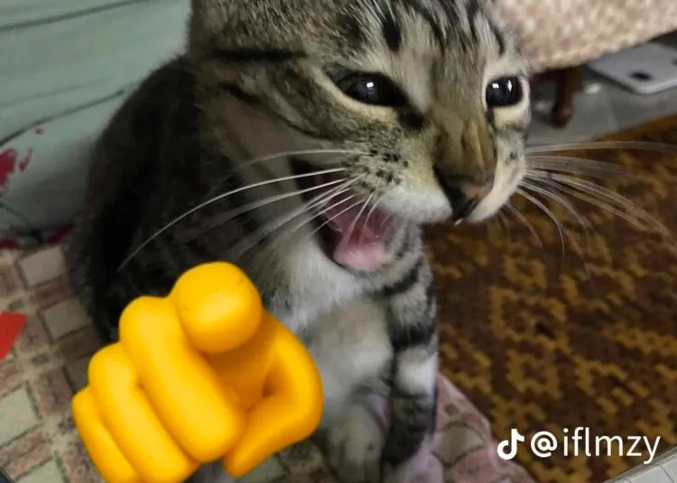 Meme mèo chỉ tay cười đểu cực kỳ hài hước