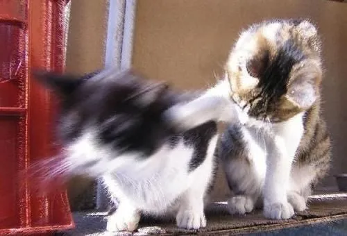 Hình chú mèo so găng trong trận chiến hài.