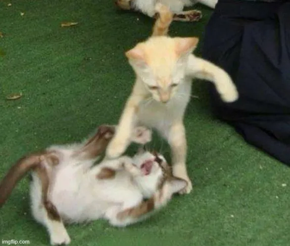 Ảnh chú mèo choảng nhau nhìn tức cười thật.