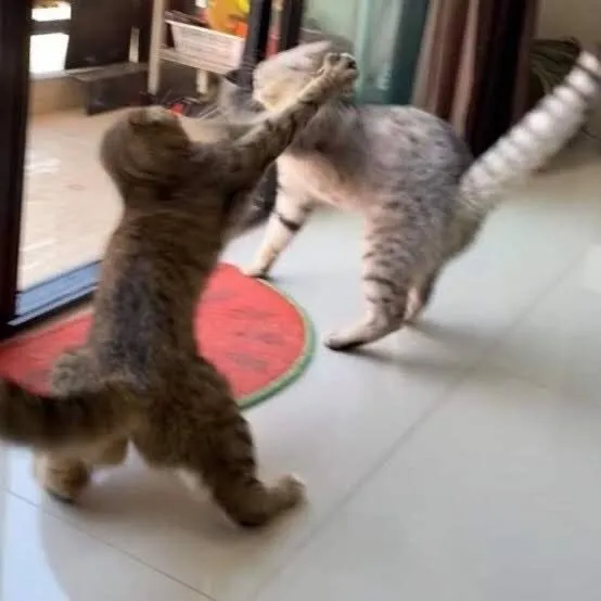 Meme con mèo đánh lộn khiến bạn cười to.