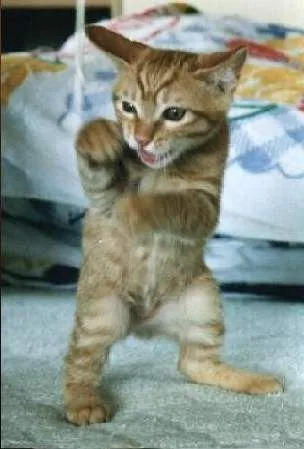 Mèo con thủ thế chuẩn bị choảng nhau