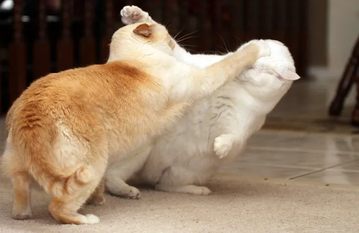 Meme chú mèo đánh lộn nhìn ngầu nhưng buồn.