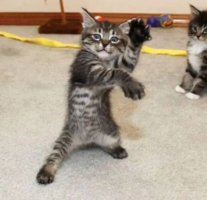 Meme chú mèo choảng nhau với dáng vẻ ngầu.