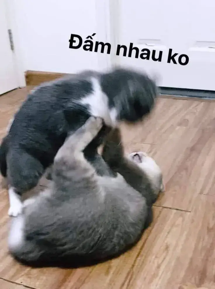 Hình con mèo đánh lộn trong tư thế chiến.