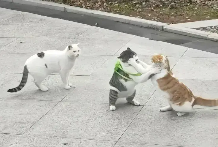 Hình chú mèo choảng nhau nhìn hài không chịu.