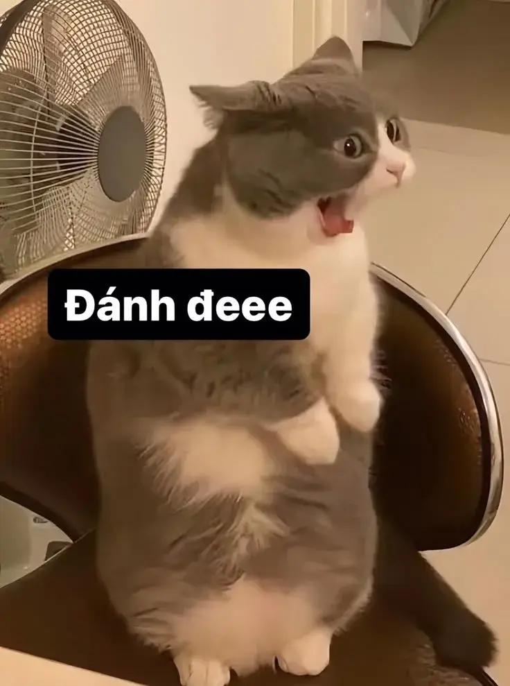 Ảnh chú mèo so găng bá đạo vô cùng.
