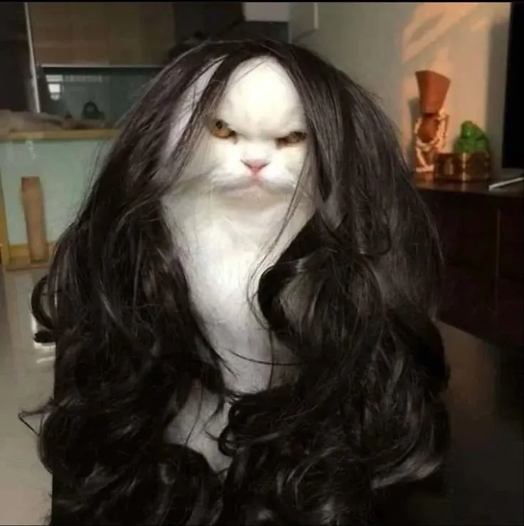 Ảnh mèo tức giận với ánh mắt bực bội rõ rệt