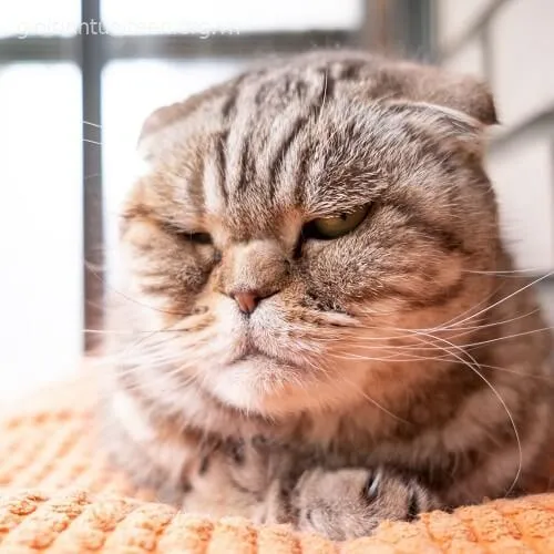 Hình mèo cáu bẳn biểu cảm khó ở cực rõ nét