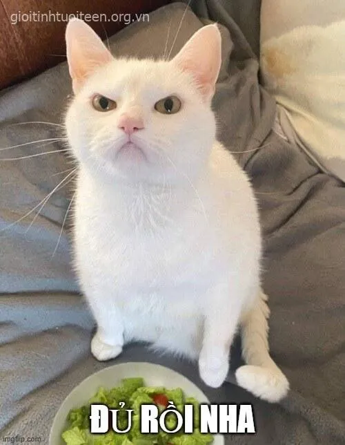 Ảnh mèo tức giận ánh mắt đầy nỗi ấm ức