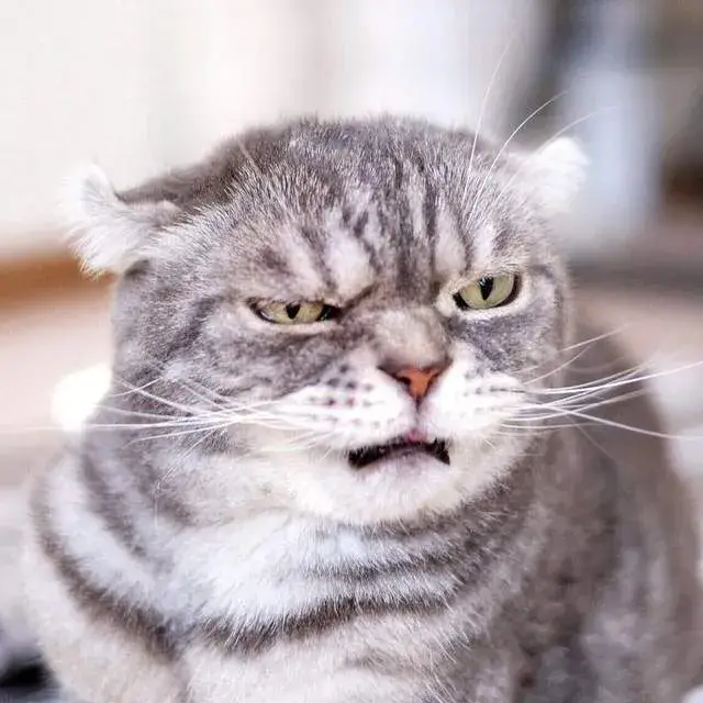 Ảnh mèo tức giận, nhăn nhó nhưng trông hài vô cùng