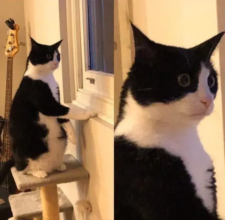 Mèo sốc ánh mắt trừng lớn, gương mặt nghiêm trọng hài