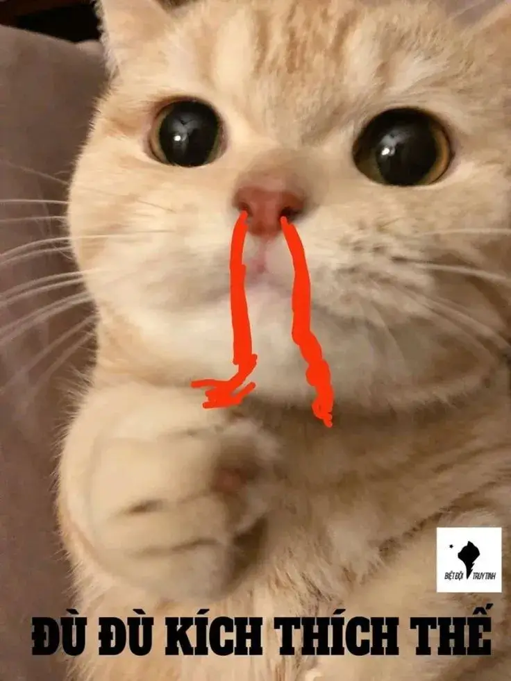 Mèo bất ngờ ánh mắt căng thẳng, gương mặt chán chường