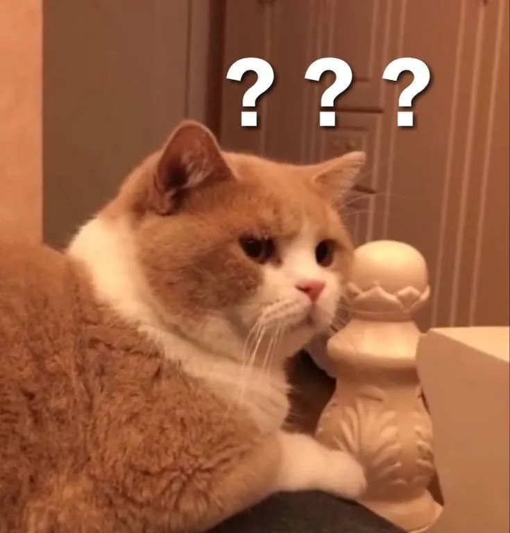 Mèo giật mình gương mặt lạc lõng, dáng người quê độ