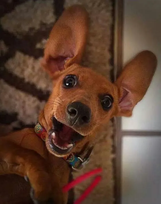 Chó há hốc mồm gương mặt phũ phàng, cực kỳ troll