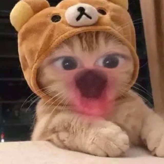 Mèo bất ngờ dáng ngồi khựng lại, ánh mắt trắng bệch