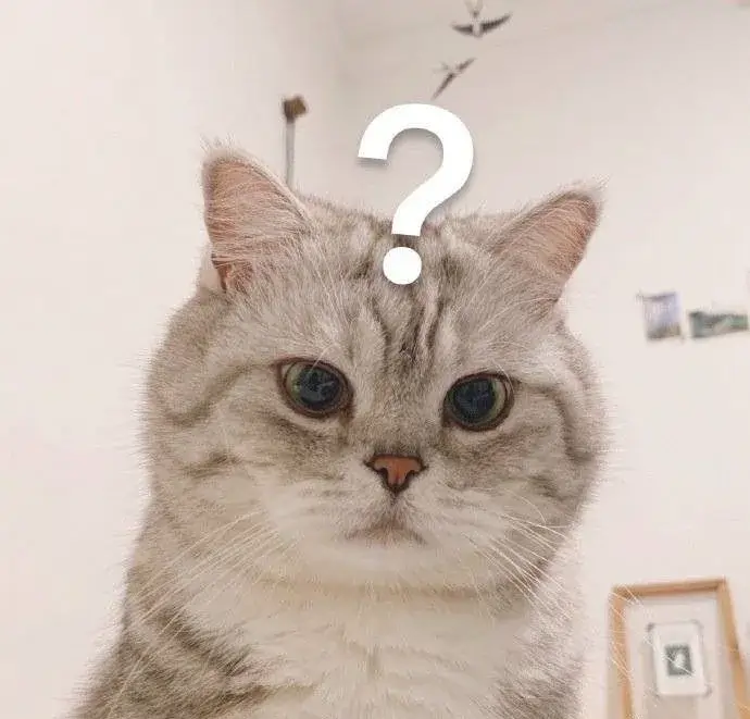 Mèo ngơ ngác gương mặt ngượng ngùng, ánh mắt vô hồn